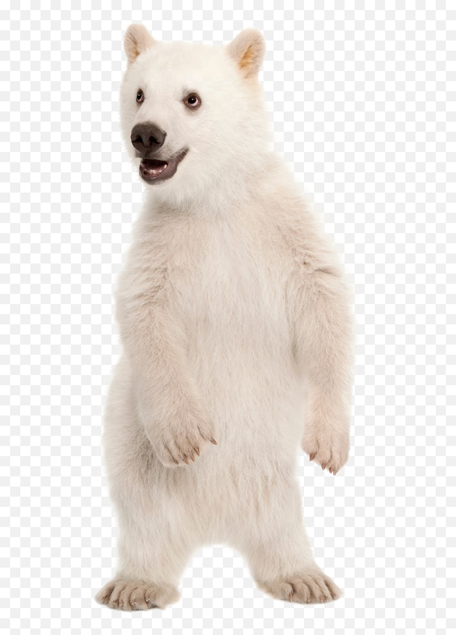 Polar Bear Png Pic Png Arts Emoji,Google Emoji Polar Bear