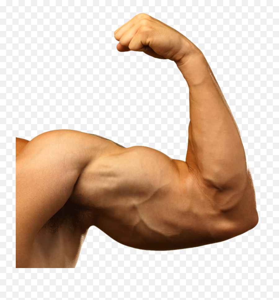 Arm Muscles Png U0026 Free Arm Musclespng Transparent Images - Transparent Muscle Arm Png Emoji,Flexing Arm Emoji