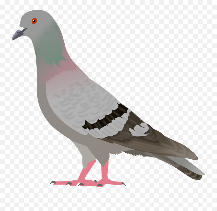 Download Pigeon Png Image Hq Png Image - Pigeon Icon Transparent Background Emoji,Quail Emoji