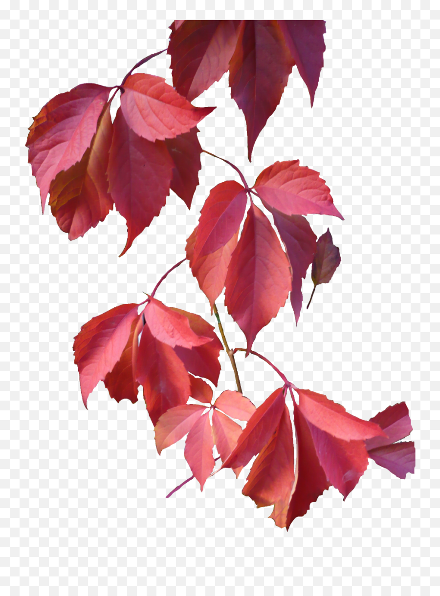 Mq Red Leaf Leaves Twig Nature Sticker - Colourful Leaves Png Emoji,Red Leaf Emoji