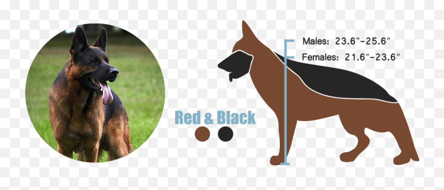 European Versus American German Shepherds - Showline German Shepherd Png Emoji,How To Tell German Shepherds Emotions By Their Ears