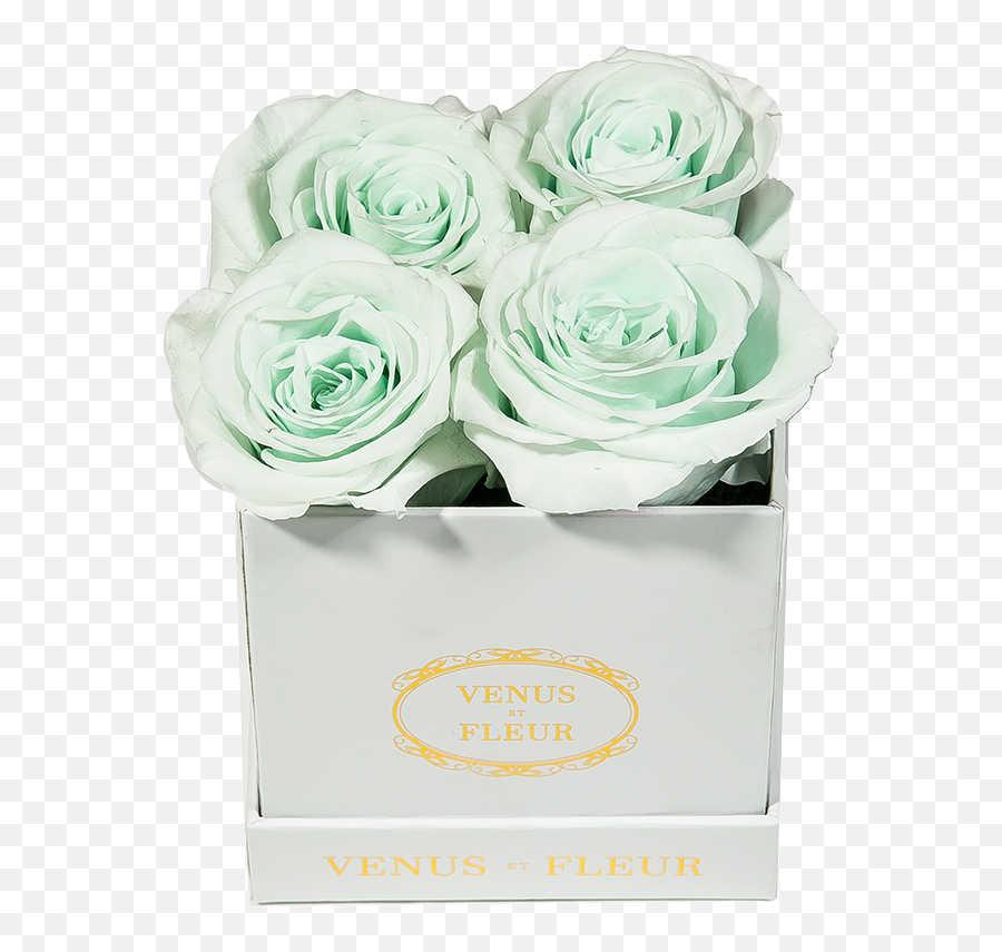 Le Petite Floral Eternity Rose - Venus Et Fleur Mint Roses Emoji,Deep Emotions Roses