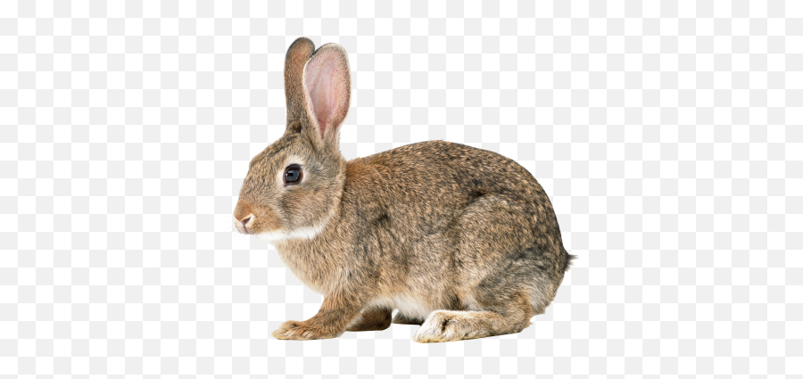 Rabbit Cut Out - 15499 Transparentpng Rabbit Png Emoji,Rabbit Video Sharing Emojis