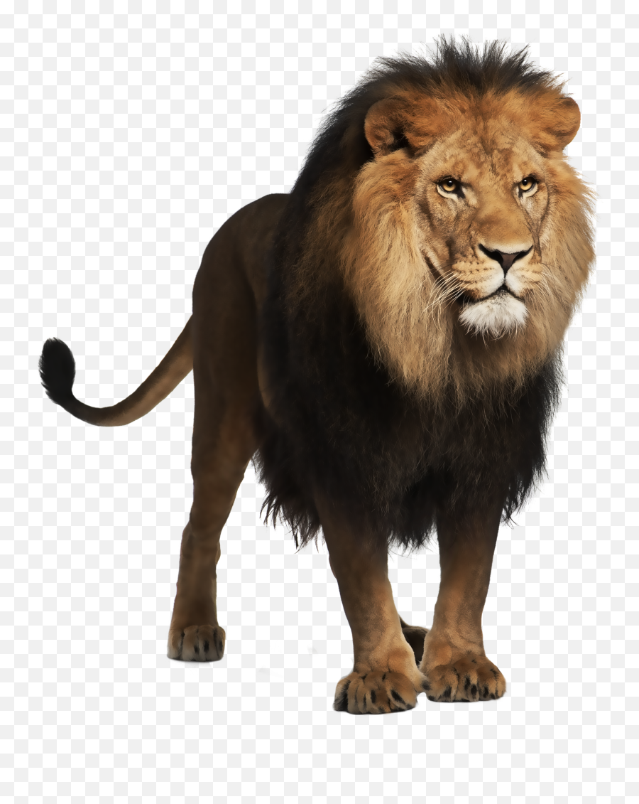Png Images Lion - Lion Png Emoji,Real Lions Emotions