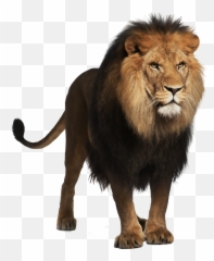 Png Images Lion - Lion Png Emoji,Real Lions Emotions