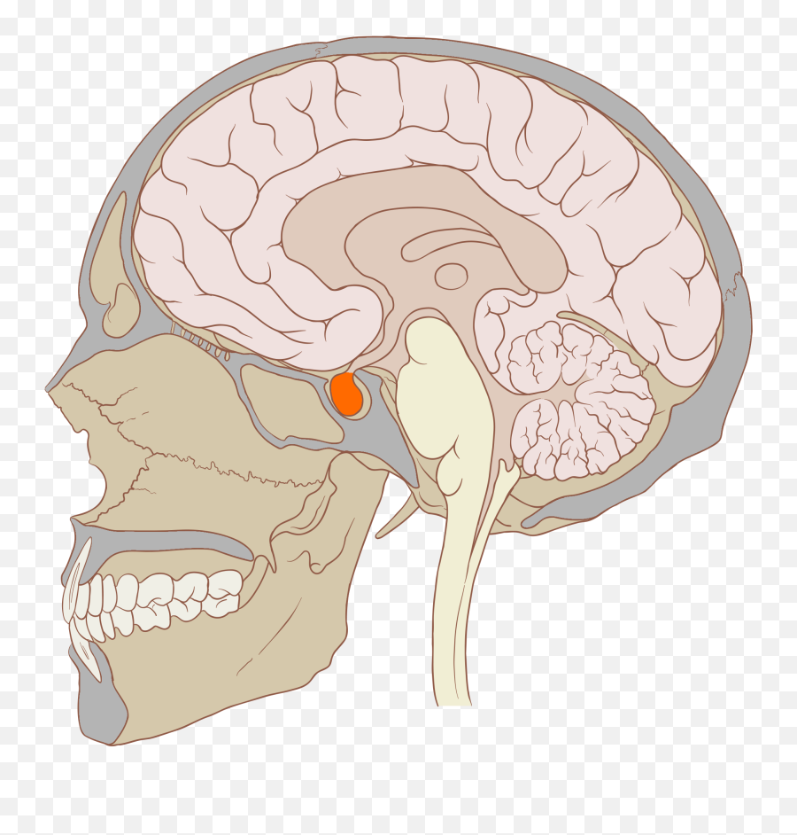 Immunim Vital In Action With Neurotransmitters Neurogenesis - Pituitary Gland Location Emoji,Arabic Parts Emotion