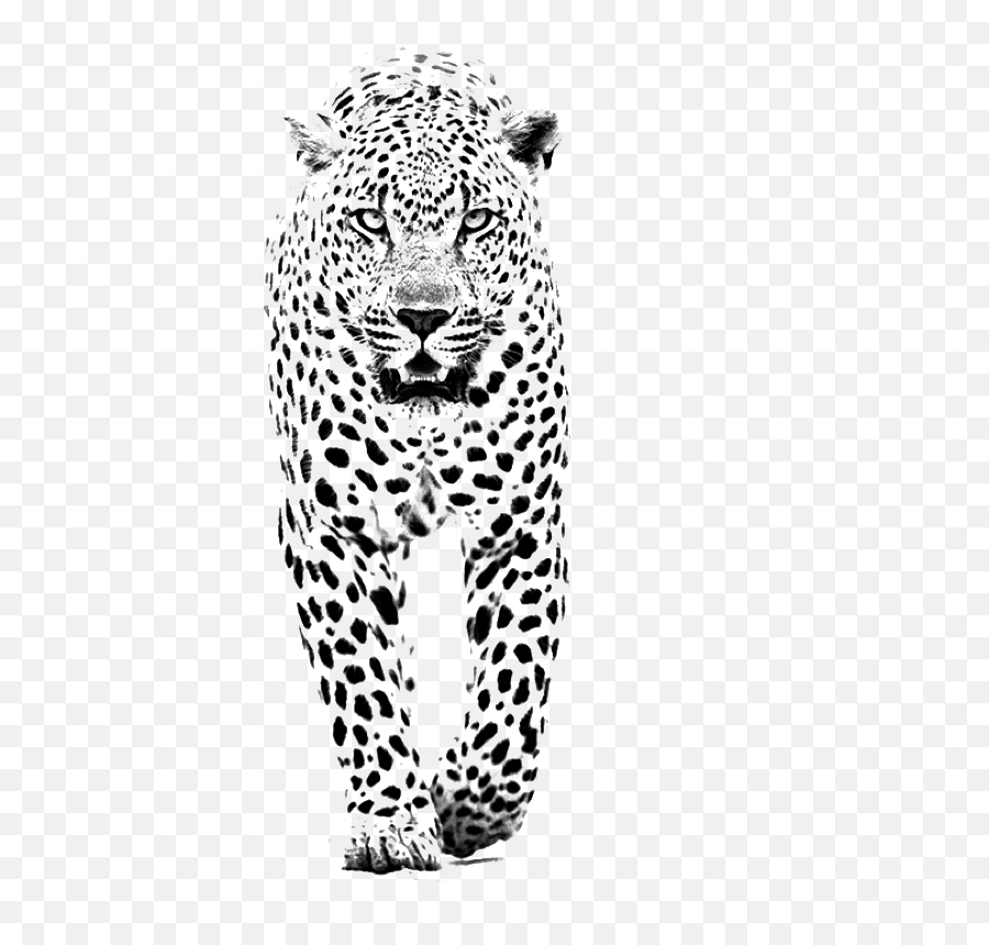 Download And Jaguar Panther Leopard Tiger Lion Black Clipart Emoji,Lioness Emoticon
