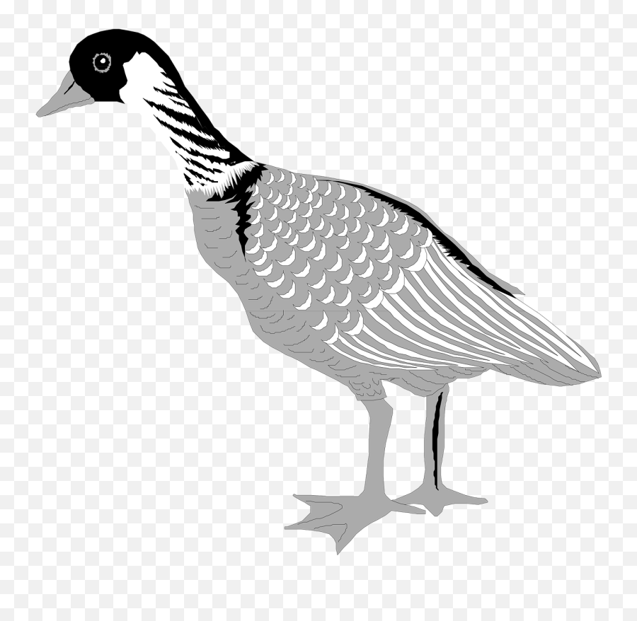 Httpswwwpicpngcomwhite - Birdduckwingslandingpng Goose Emoji,Apple Emojis Grey Bird