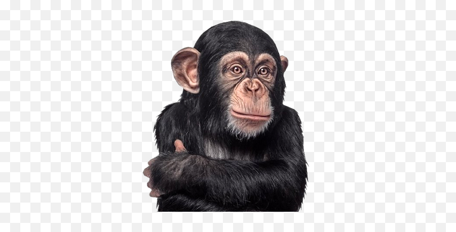 Monkey Hhb Png Official Psds Emoji,Chimpanzee Emoji Png