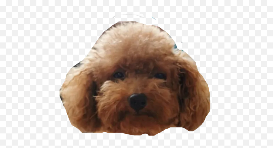 My Stickers By You - Sticker Maker For Whatsapp Emoji,Poodle Emojis