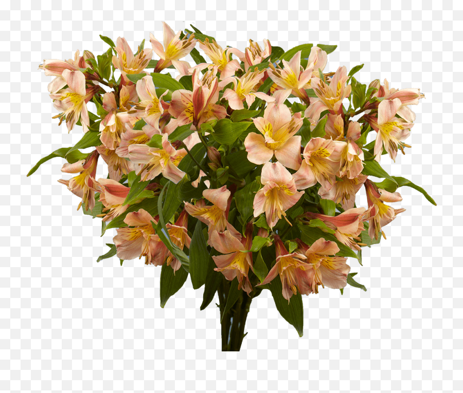 Orange Alstroemeria Flowers Delivery Emoji,The Emotions While On Your Graduation Day