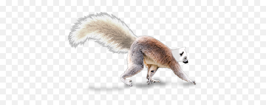 White - Headed Lemur Novum Terram Wiki Fandom Emoji,Squirrel Emoji