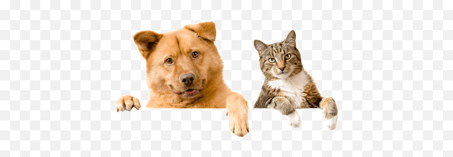 Petflow - Animal Information About Pets Emoji,Giving Human Emotions To Animals