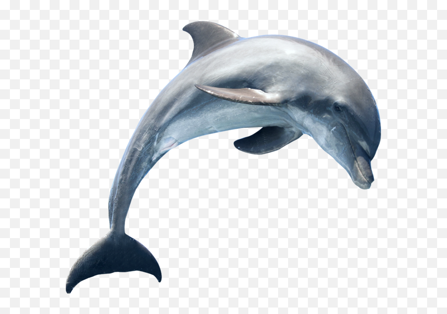 Whale Whales Fish Dolphin Ocean Sea - Dolphin Transparent Png Emoji,3 Dolphin Emoji