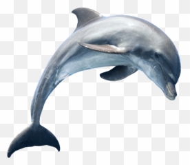 Whale Whales Fish Dolphin Ocean Sea - Dolphin Transparent Png Emoji,3 Dolphin Emoji