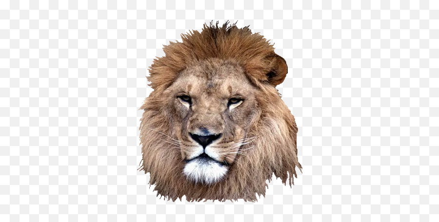 Lion - Real Lion Face Png Emoji,Real Lions Emotions