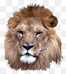 Lion - Real Lion Face Png Emoji,Real Lions Emotions