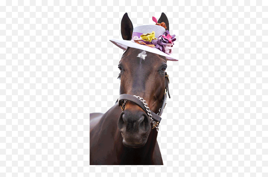 Final Ts Articulation Baamboozle - Funny Kentucky Derby Gif Emoji,Horses Emojis