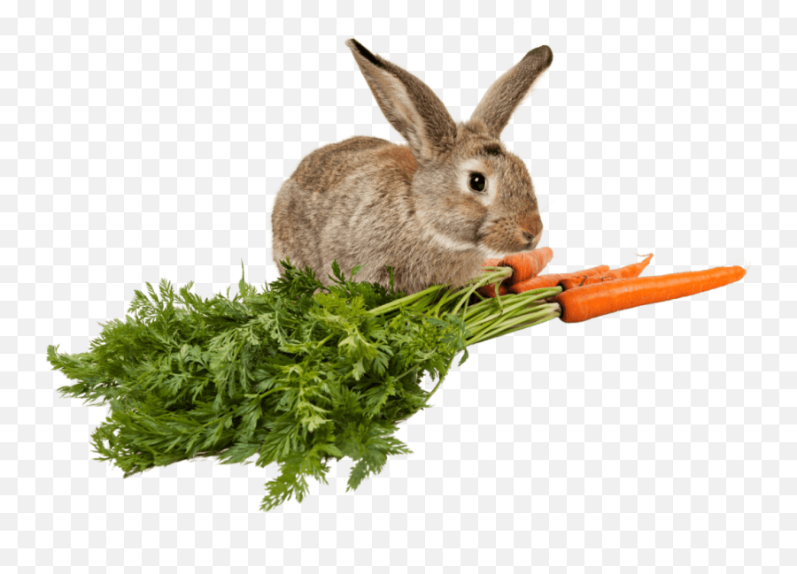 Nutrient Constraint Calculator For Rabbits - Bunny Horde Emoji,Emoticon Fat Bunny