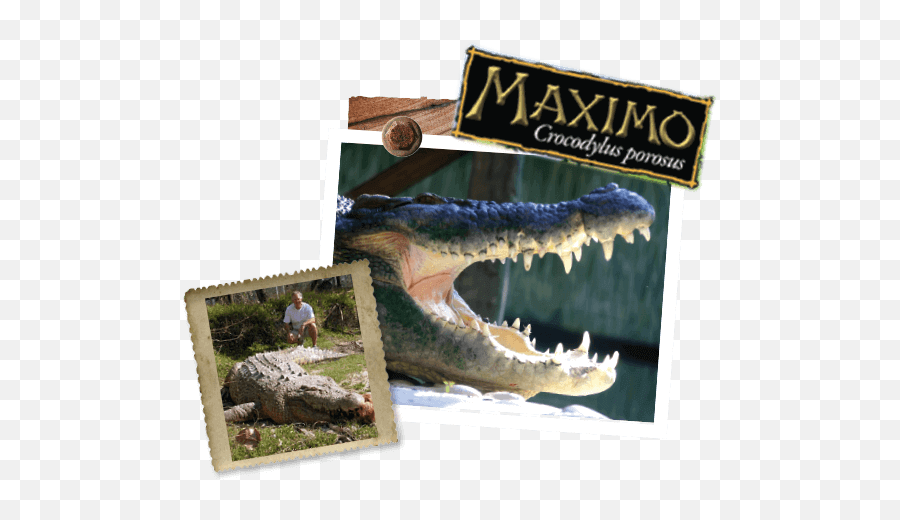 Maximo U2013 St Augustine Alligator Farm Zoological Park - Maximo St Augustine Alligator Farm Emoji,Facebook Emoticons Alligator