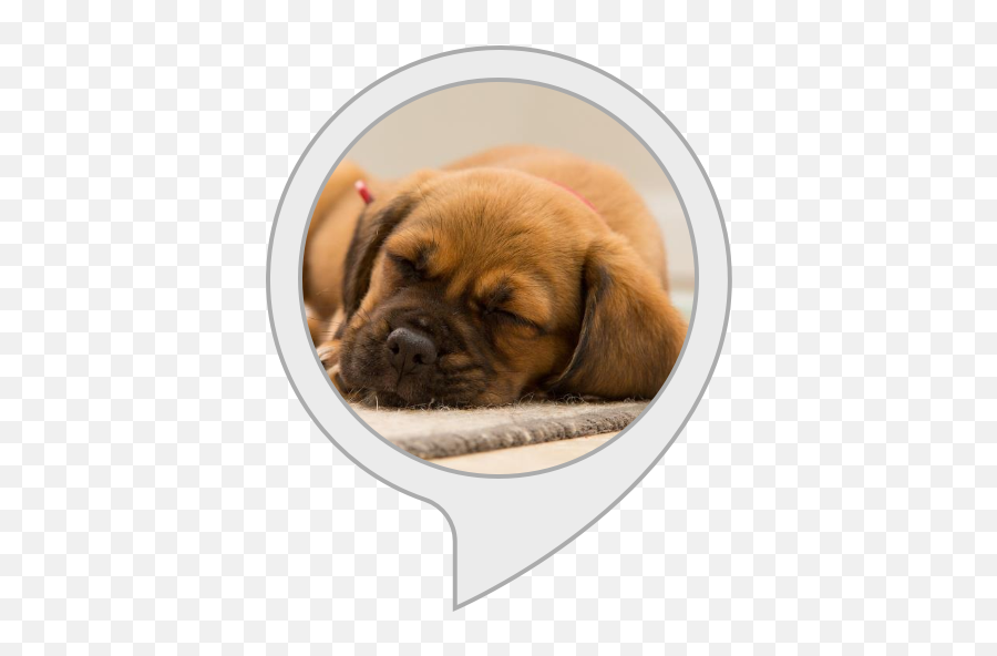 Alexa Skills - Dog Sleeping Mat For Crate Emoji,Emoji Movie Talking Dogs