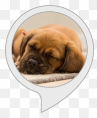 Alexa Skills - Dog Sleeping Mat For Crate Emoji,Emoji Movie Talking Dogs