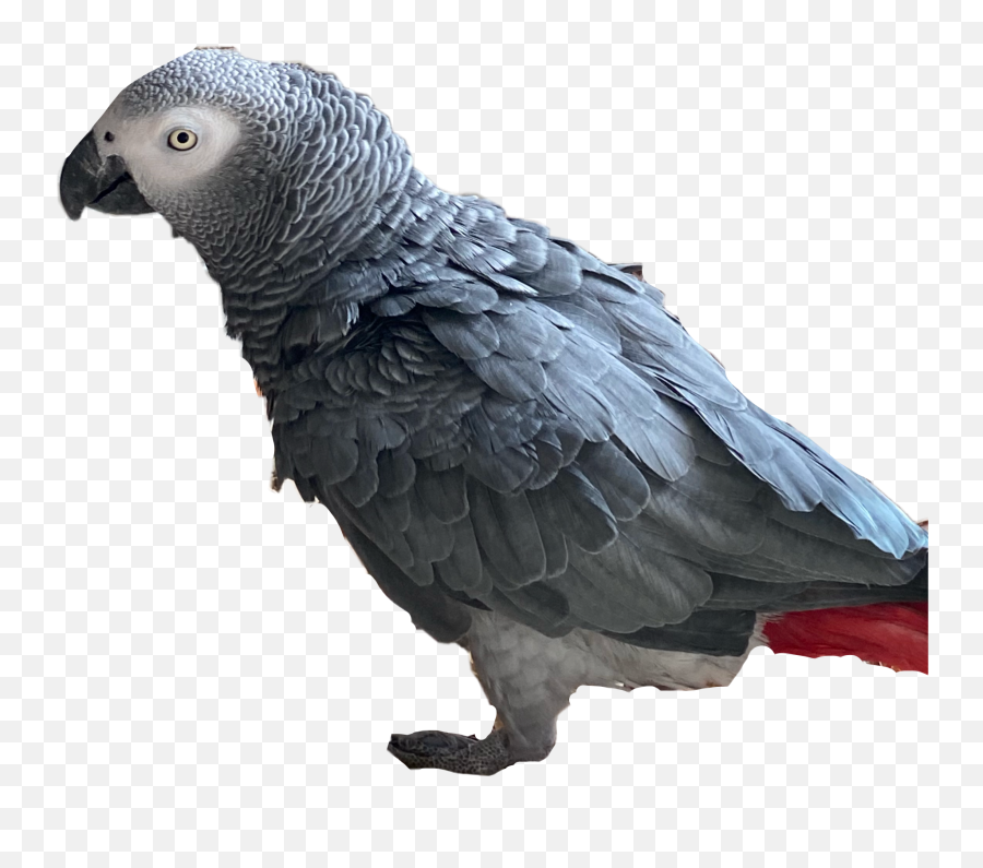Discover Trending Parrot Stickers Picsart - Grey Parrot Emoji,Apple Emojis Grey Bird