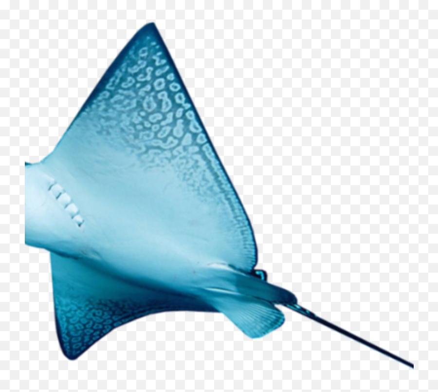 Eagle Ray Transparent Png - Free Download On Tpngnet Emoji,Manta Ray Emoticon