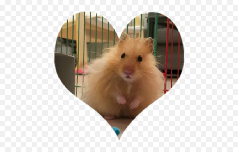 Kiko By You - Sticker Maker For Whatsapp Emoji,Guinea Pig Emojis