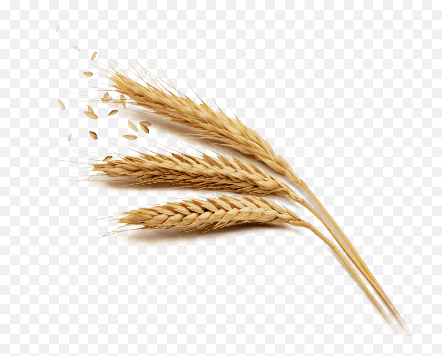 Grain Png Free Download Png Svg Clip Art For Web - Download Emoji,Wheat Emoji