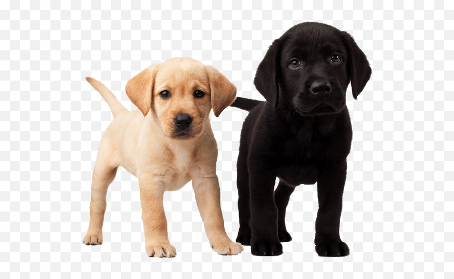 50 Dog Png Image Picture Download Dogs - 9 Week Old Lab Puppy Emoji,Dog Emoji Png