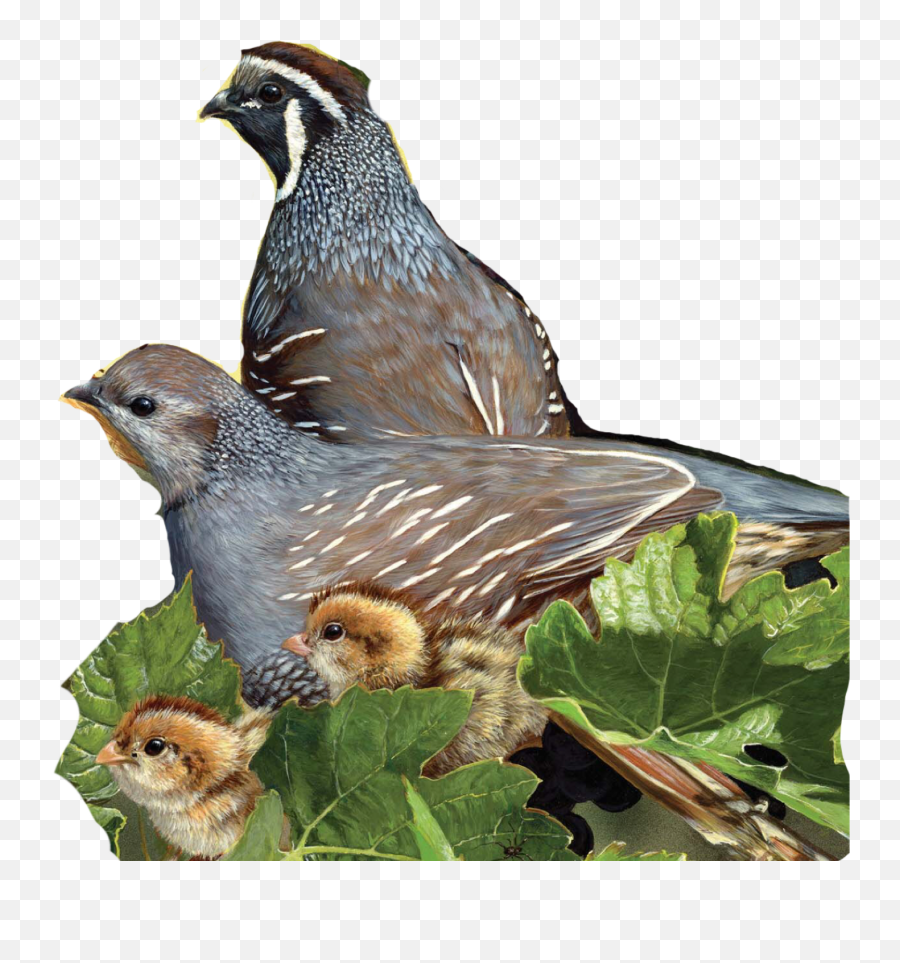 Birds Pidgeon Sticker - Old World Quail Emoji,Quail Emoji