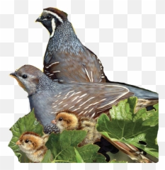 Birds Pidgeon Sticker - Old World Quail Emoji,Quail Emoji