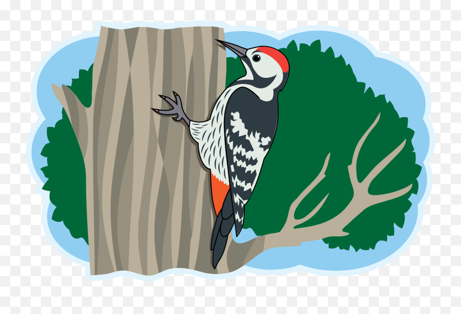 Hawk Clipart Free Download Transparent Png Creazilla - Hairy Woodpecker Emoji,Woodpecker Emoji