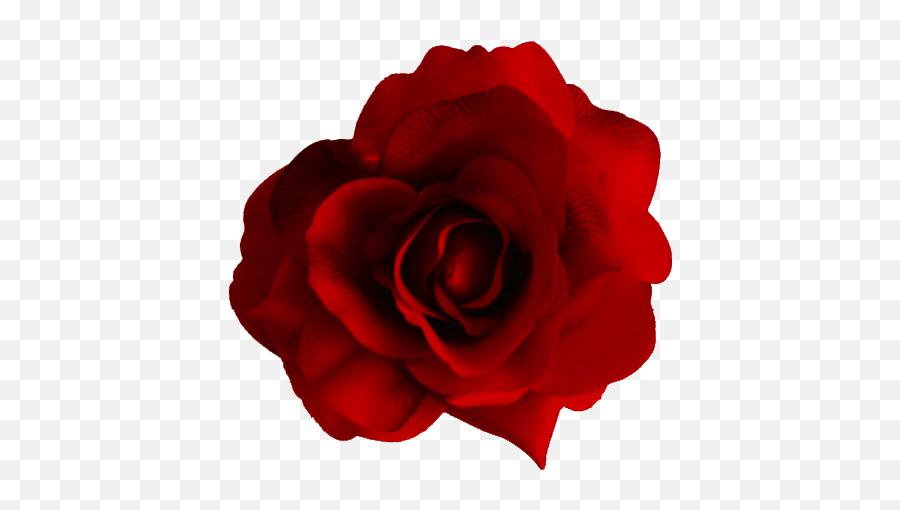 Free Red Rose Transparent Background Download Free Clip Art - Red Rose Transparent Background Emoji,Red Rose Emoji