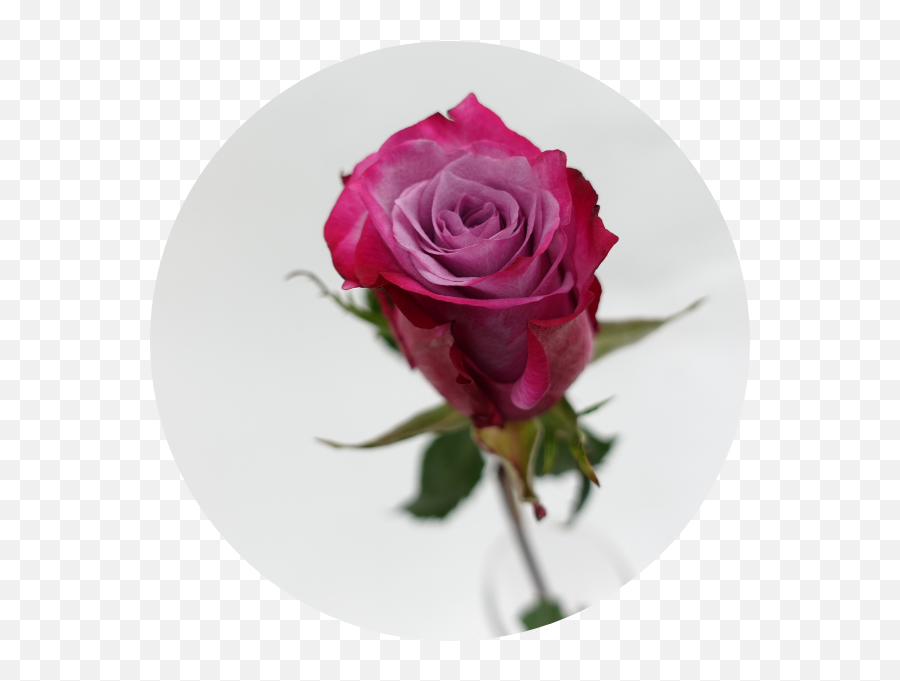 Rose Emoji,Deep Emotions Roses