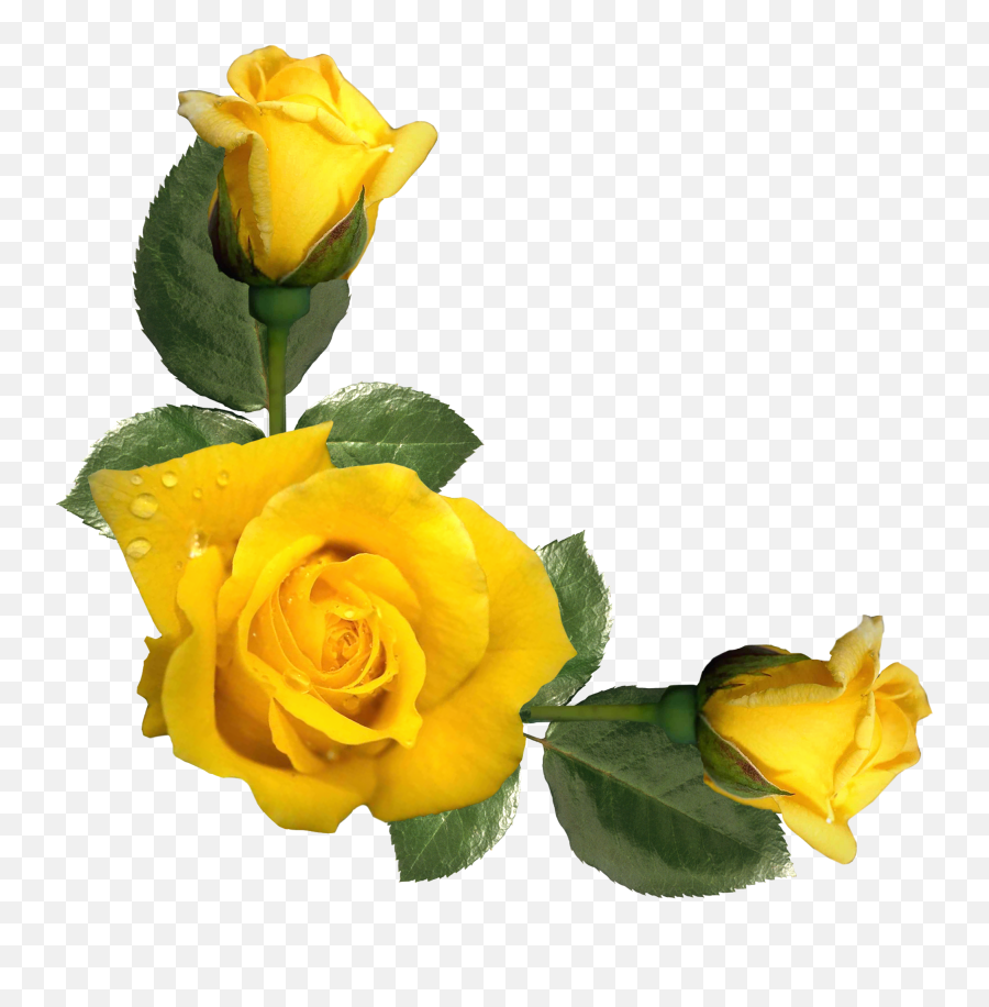 Rose Yellow Flower Clip Art - Yellow Roses Png Emoji,Yellow Rose Emoticon Facebook