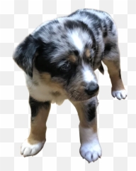 Our Journey Miniature Australian Shepherd Emoji,Puppy Dog Eyes Emoji