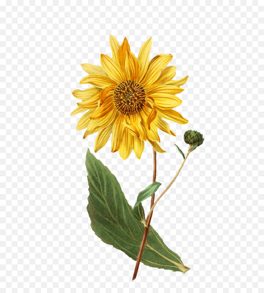 How To Draw A Sunflower Step By Step U2013 For Kids U0026 Beginners Emoji,Bee And Sunflower Emoji