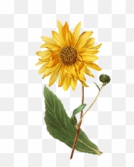 How To Draw A Sunflower Step By Step U2013 For Kids U0026 Beginners Emoji,Bee And Sunflower Emoji