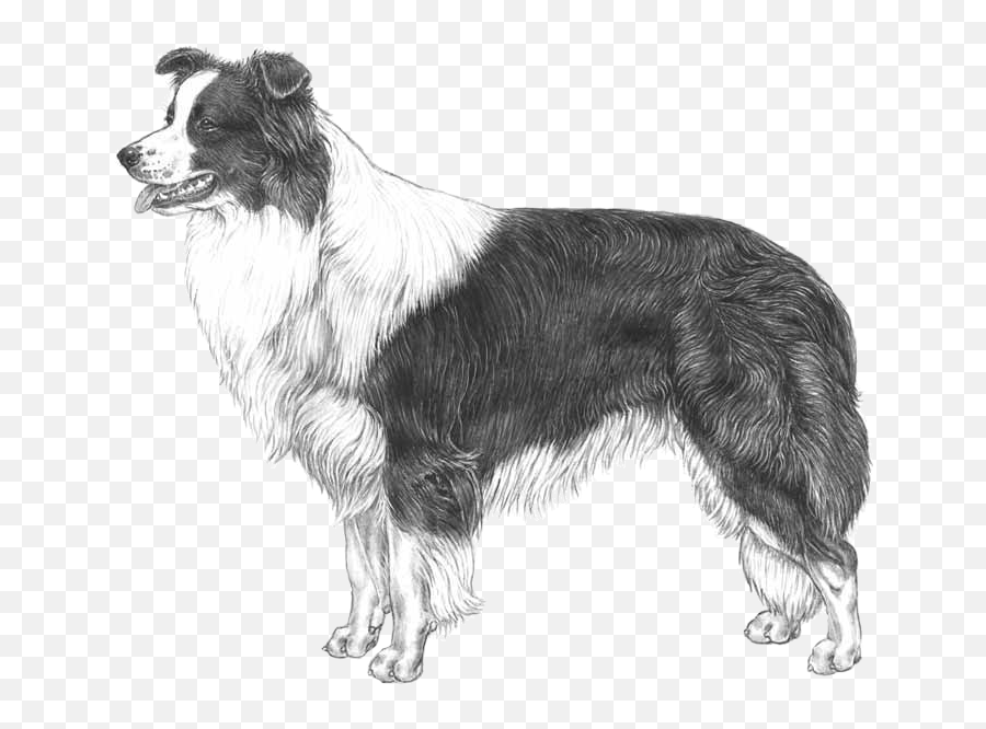 Border Collie - Border Collie Standard Emoji,Collie Emoji