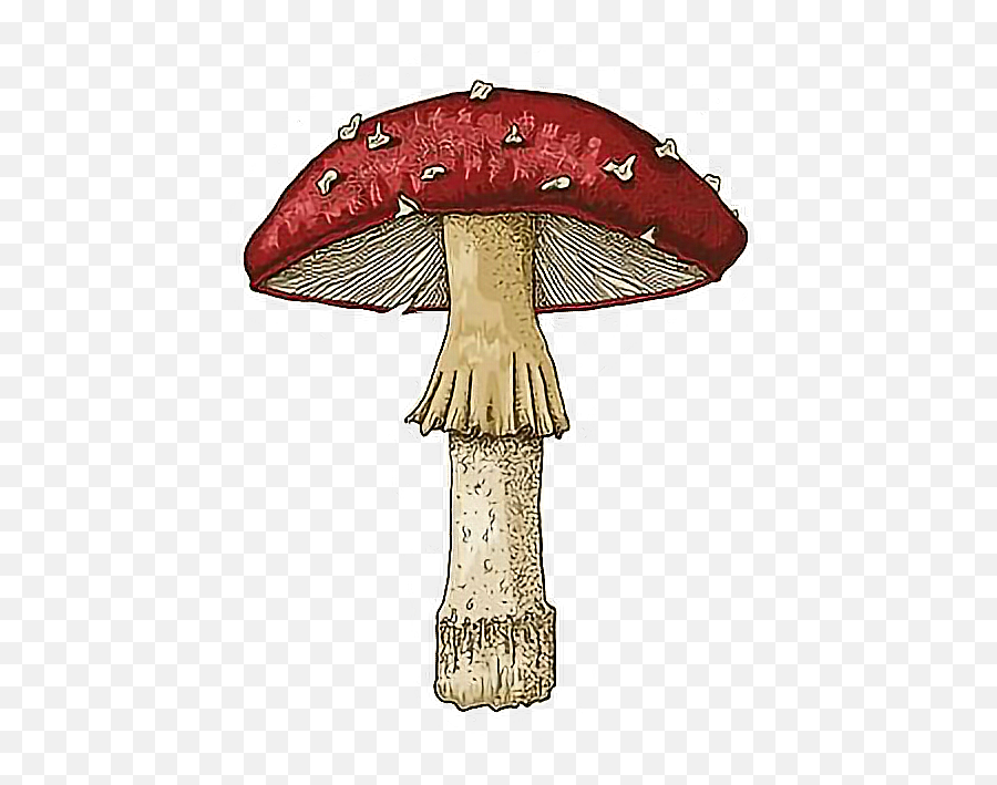 Mushroom Shroom Trippy Sticker - Wild Mushroom Emoji,Shroom Emoji