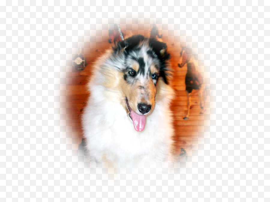 Colinton Collies - Northern Breed Group Emoji,Husky Emotions