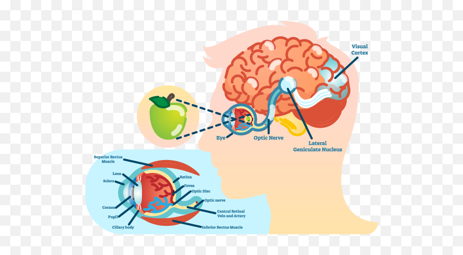 Do You Have A Good Example Of A Circular Argument - Quora Eyes Part Of The Brain Emoji,Logical Fallacy Emotion