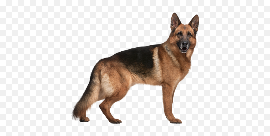 German Shepherd Png - German Shepherd Dog Emoji,How To Tell German Shepherds Emotions By Their Ears