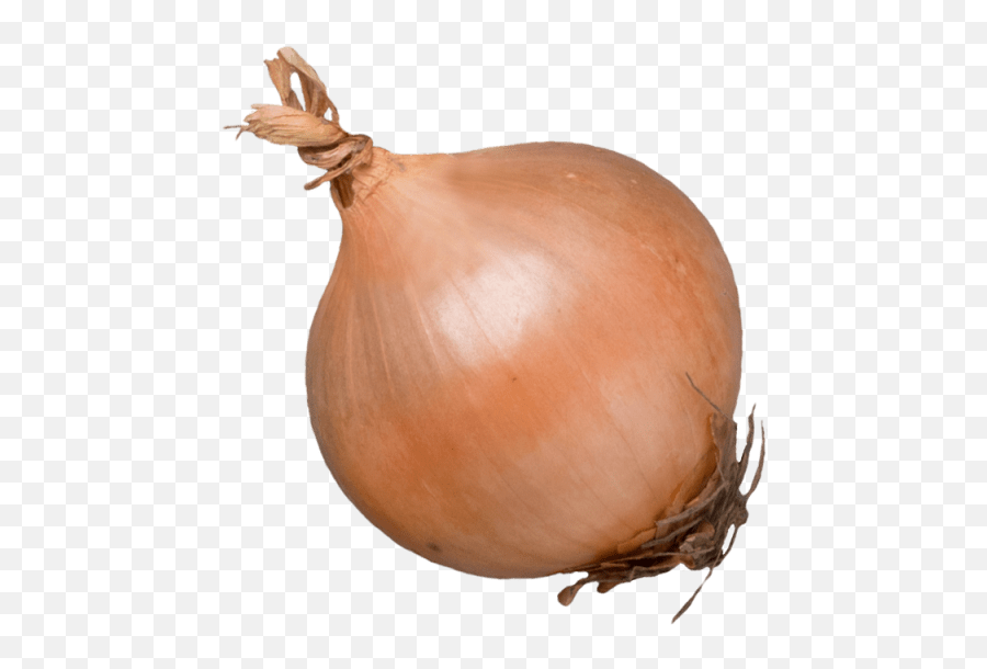 Free Onion Transparent Background Download Free Clip Art - Whole Onion Png Emoji,Animated Onion Head Emoticon