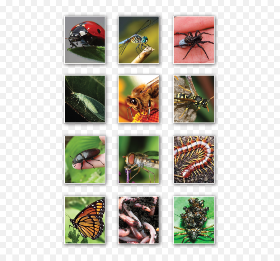 Good Bugs Vs Bad Bugs Featured Sections Tctimescom - Parasitism Emoji,Centipede Emoticon