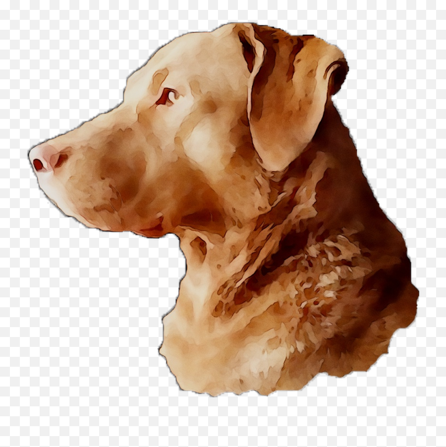 Download Labrador Breed Dog Gun Snout Retriever Clipart Png - Guard Dog Emoji,Finger Guns Sunglasses Emoticon