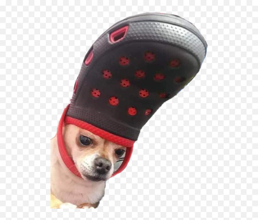 Dog Picsart - Shefalitayal Chihuahua Wearing Crocs Emoji,Chihuahua Emoticon