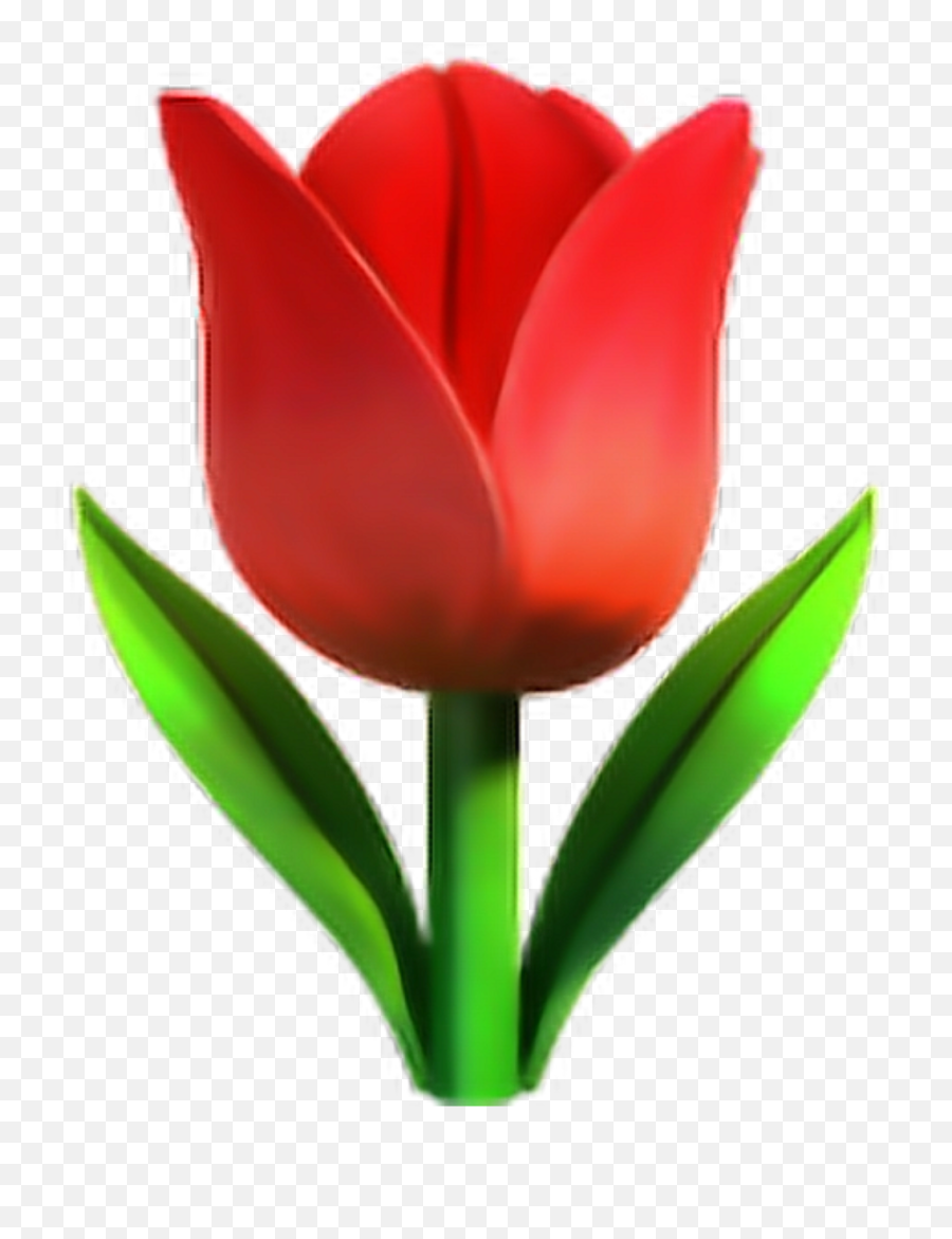 Red Tulip Emoji Freetoedit 281796369018211 By Satanicbarbie,Petal Emoji